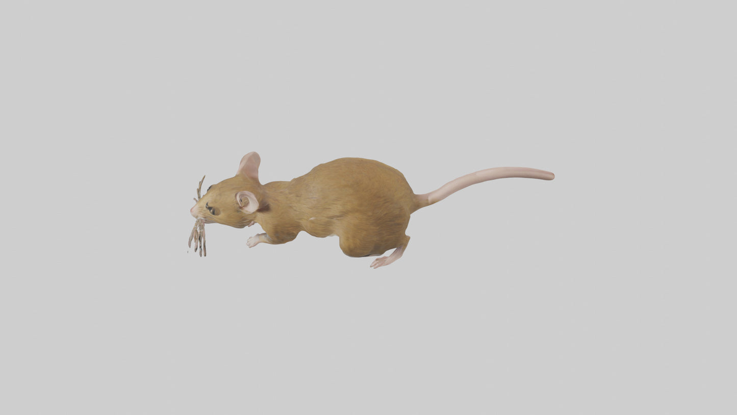 Field Mouse running model VR / AR / low-poly