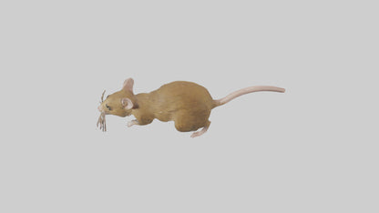 Field Mouse running model VR / AR / low-poly