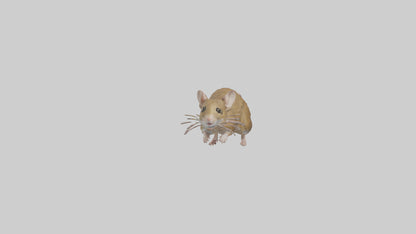 Field Mouse running model VR / AR / low-poly
