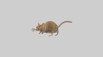 Field Mouse running model VR / AR / low-poly