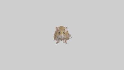 Field Mouse running model VR / AR / low-poly