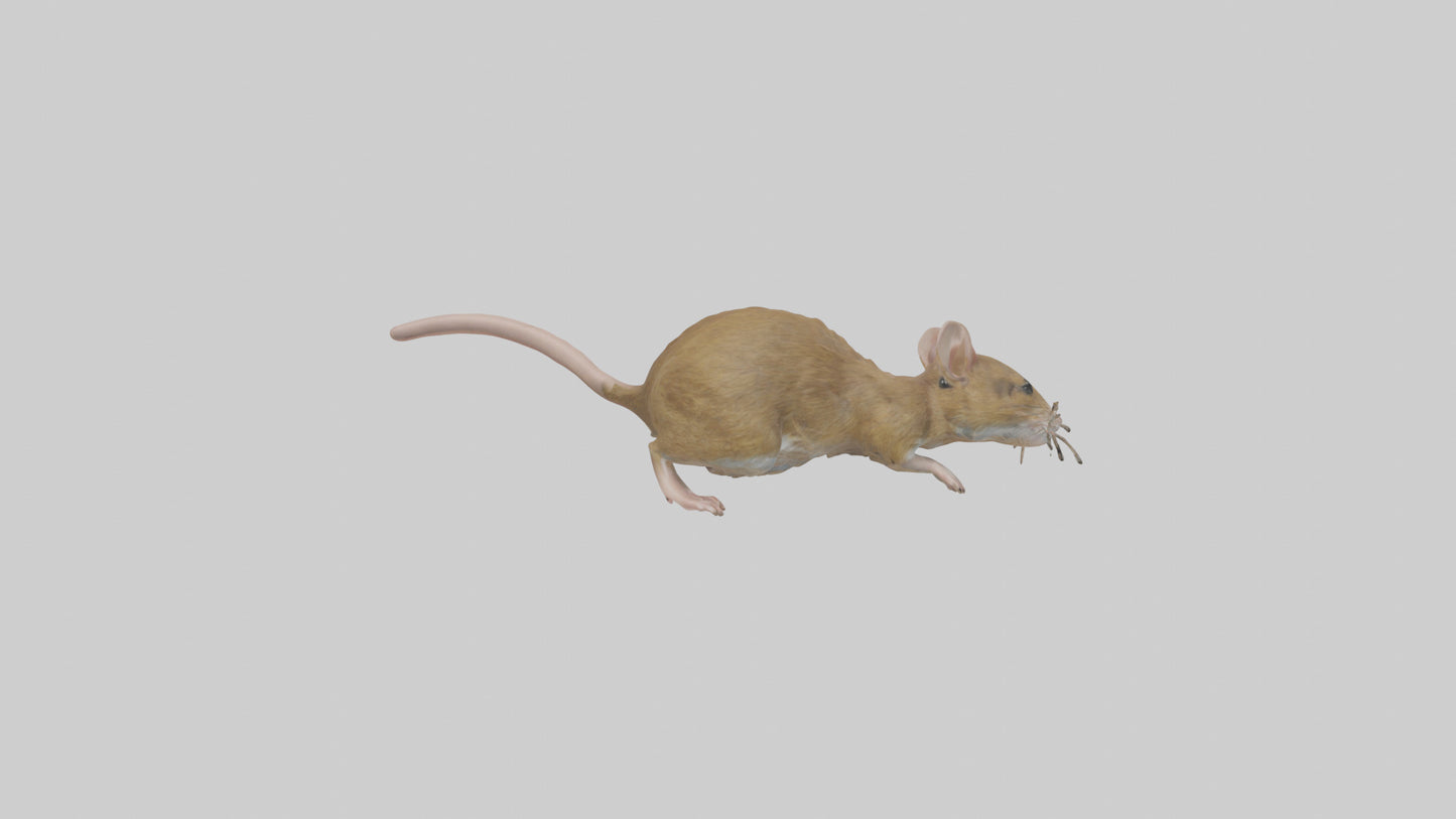 Field Mouse running model VR / AR / low-poly