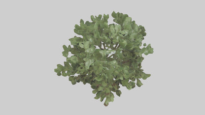 Fig tree model 3D model