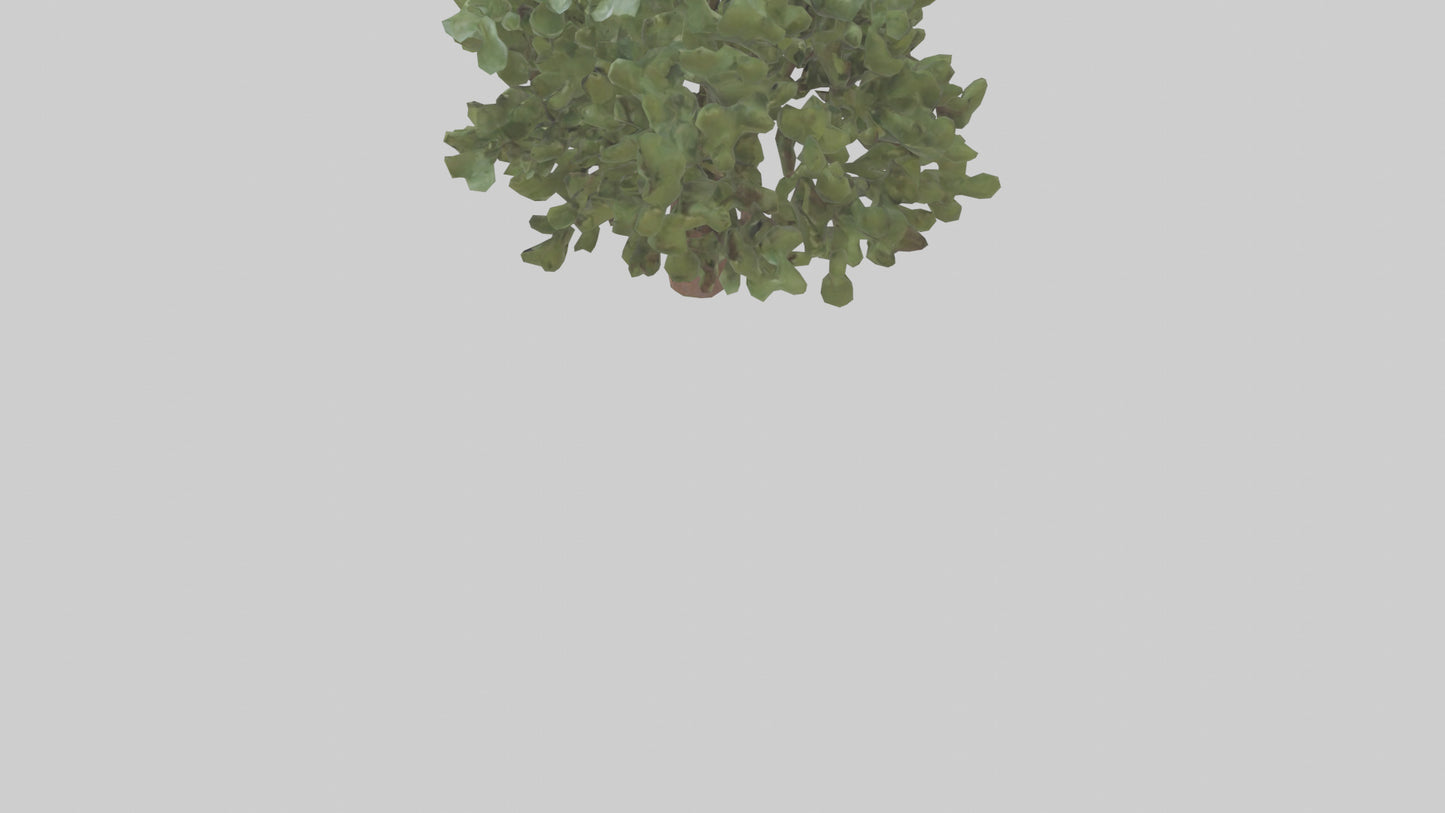 Fig tree model 3D model