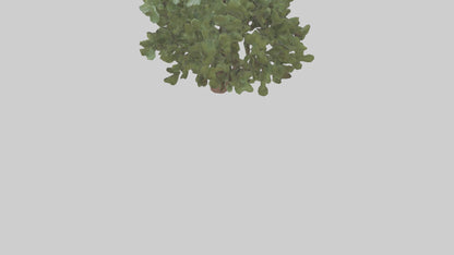 Fig tree model 3D model