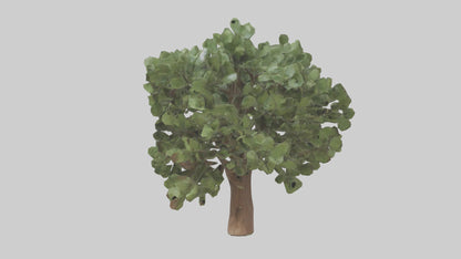 Fig tree model 3D model