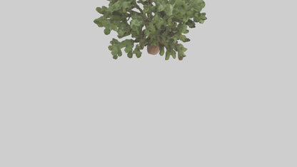 Fig tree model 3D model
