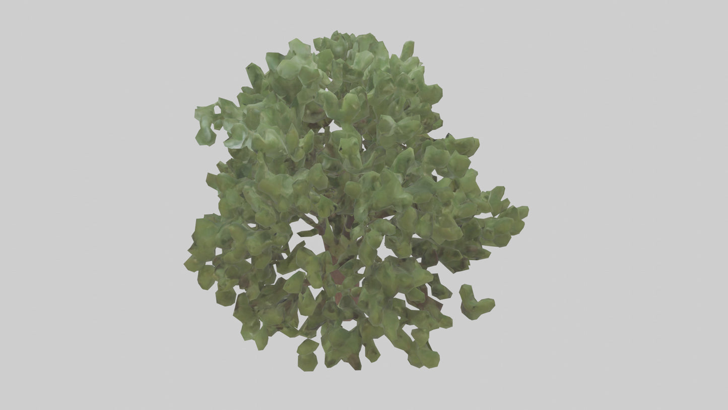 Fig tree model 3D model