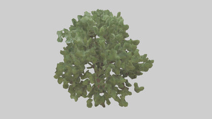 Fig tree model 3D model