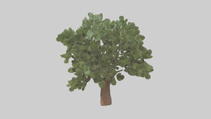 Fig tree model 3D model