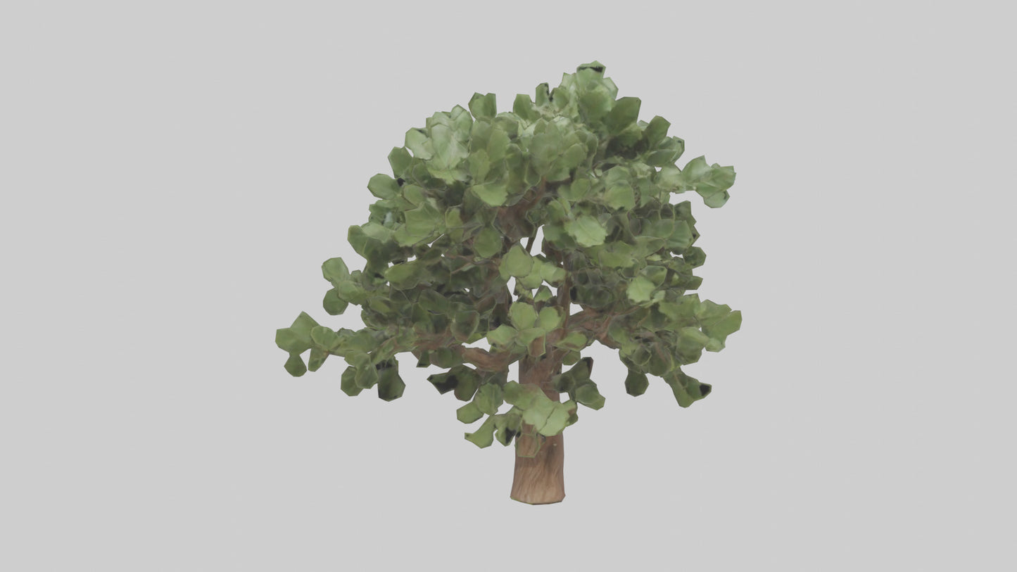 Fig tree model 3D model