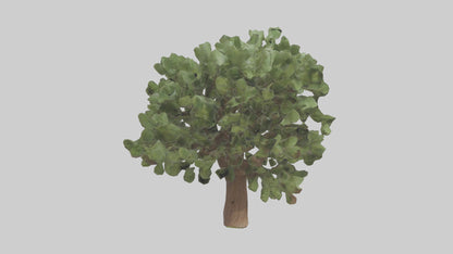 Fig tree model 3D model