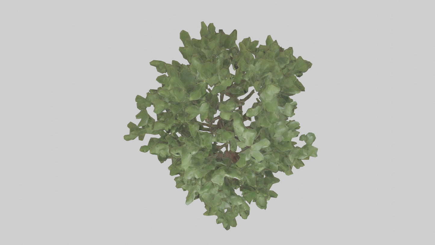 Fig tree model 3D model