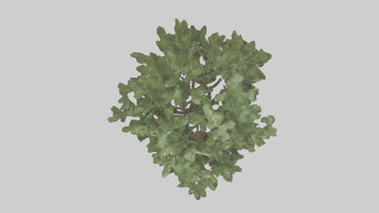 Fig tree model 3D model