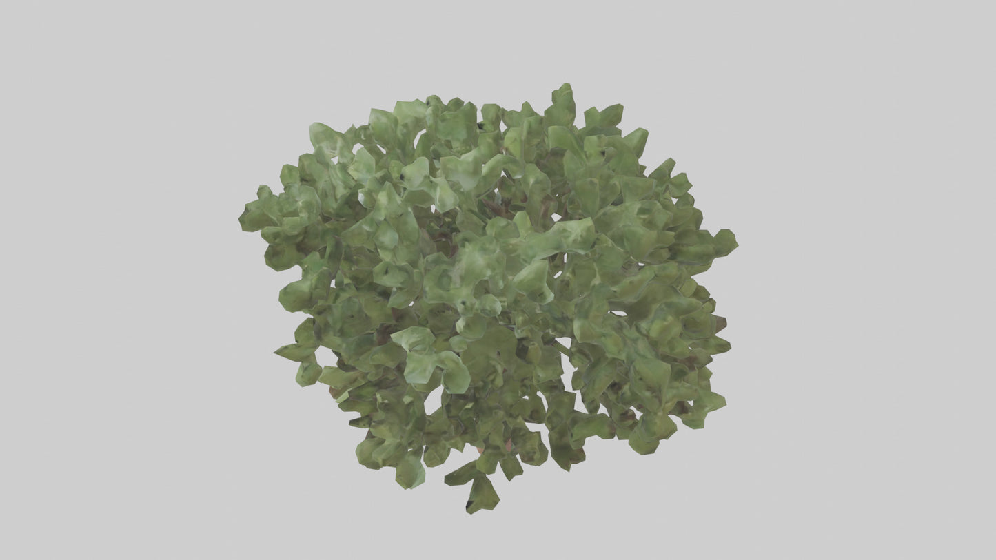 Fig tree model 3D model