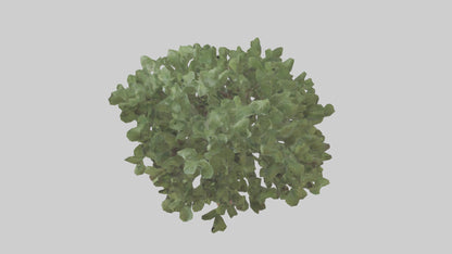 Fig tree model 3D model