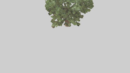 Fig tree model 3D model