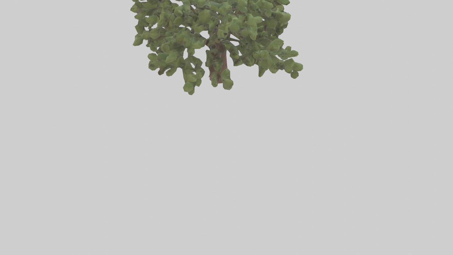 Fig tree model 3D model