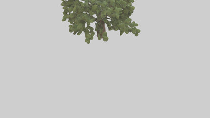 Fig tree model 3D model