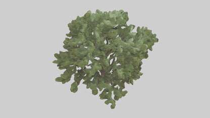 Fig tree model 3D model