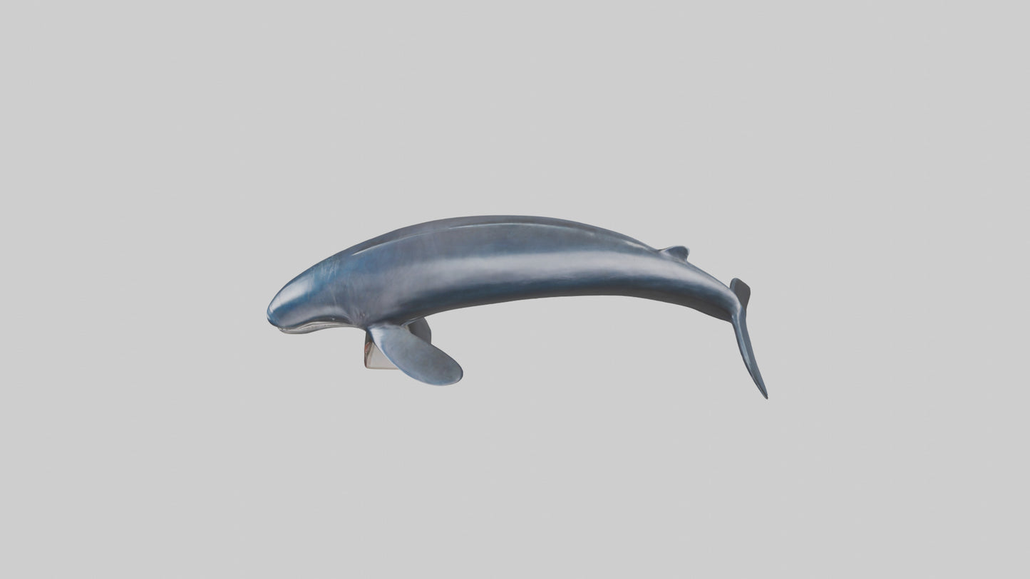 Fin Whale statue model 3D model
