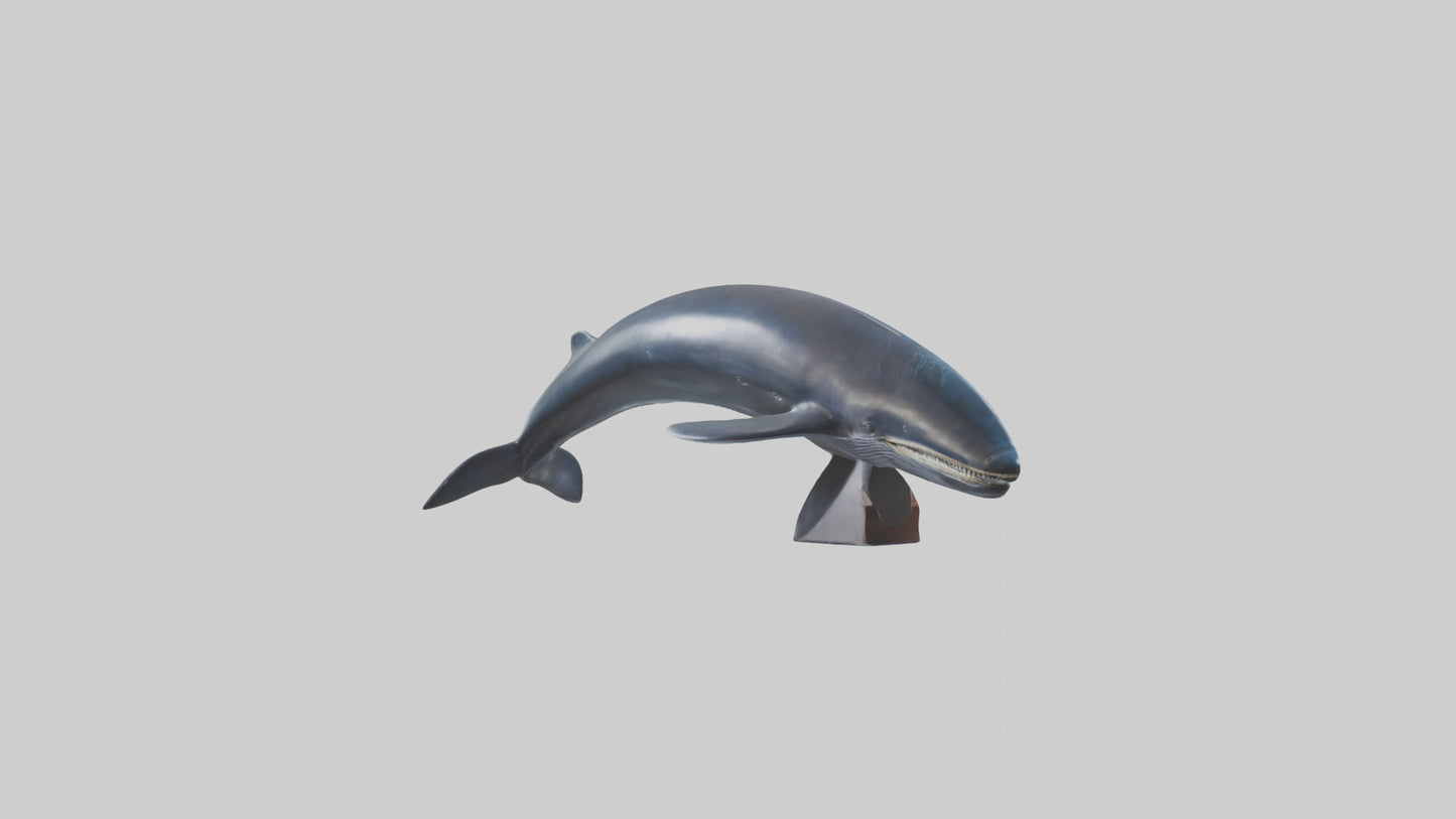 Fin Whale statue model 3D model