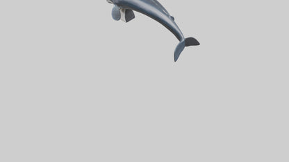 Fin Whale statue model 3D model