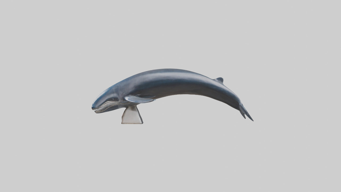 Fin Whale statue model 3D model