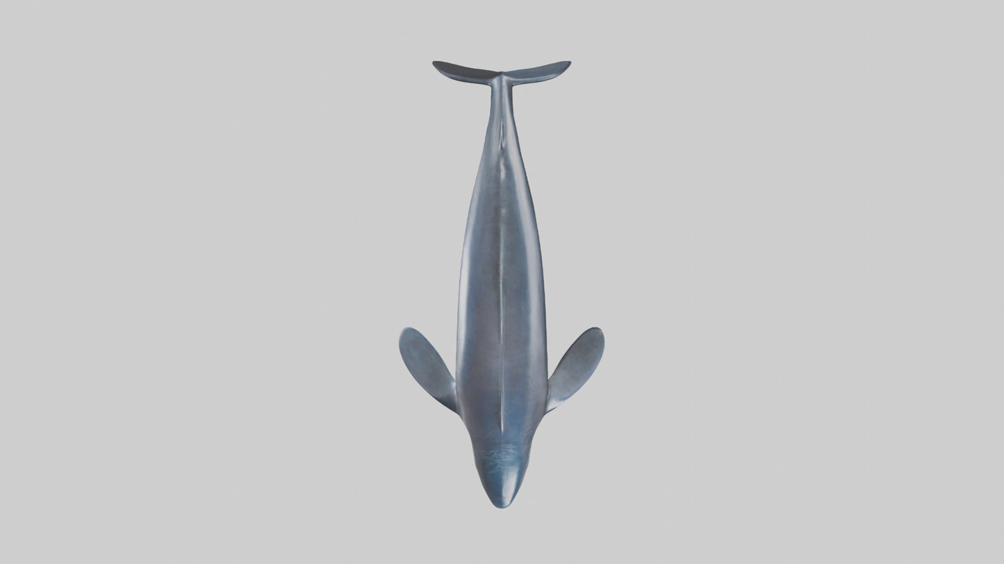 Fin Whale statue model 3D model