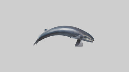 Fin Whale statue model 3D model