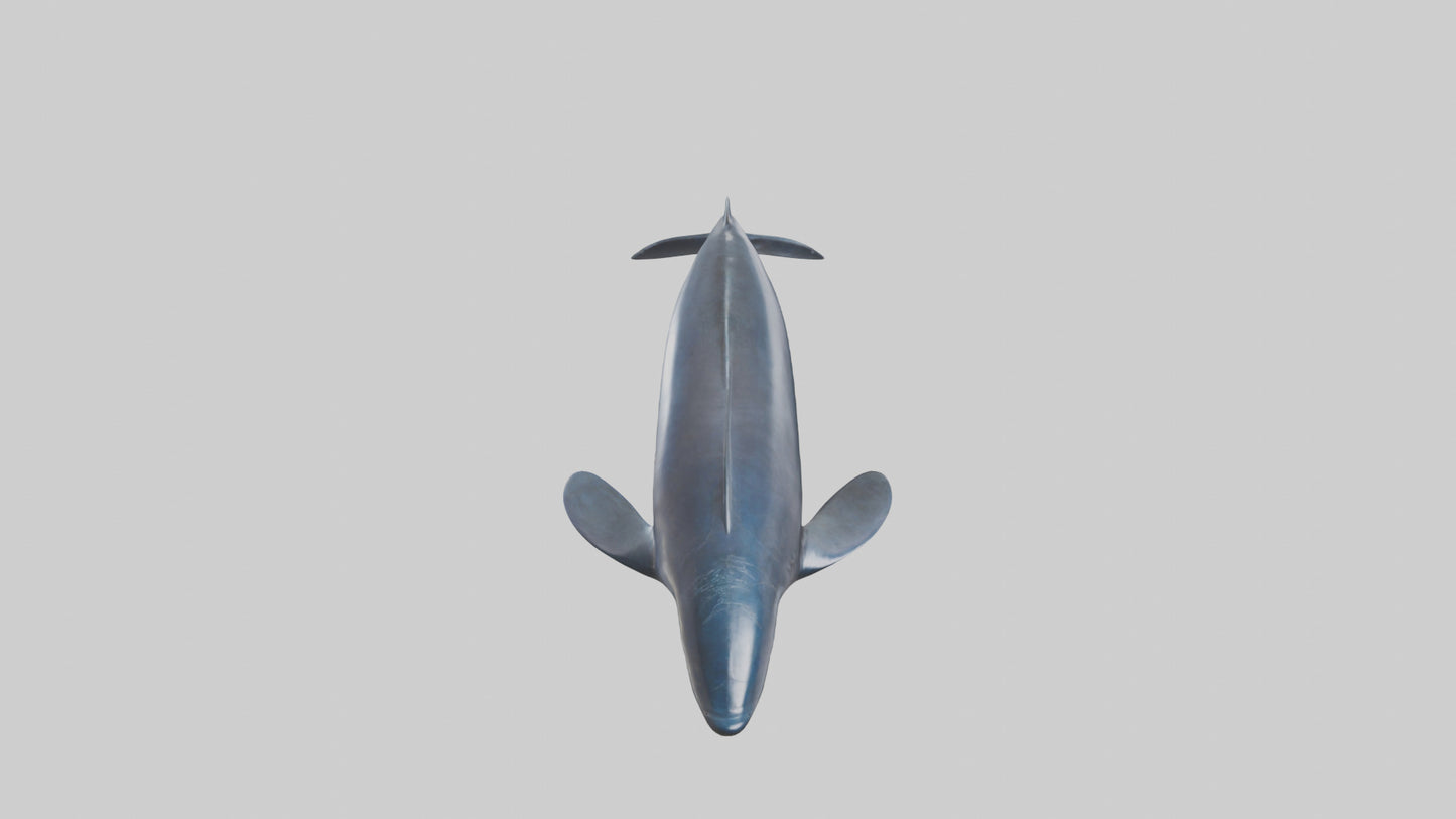 Fin Whale statue model 3D model