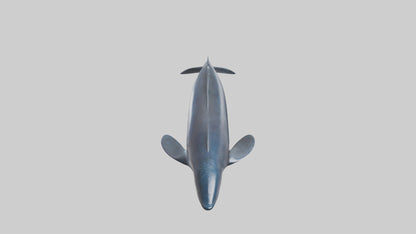 Fin Whale statue model 3D model