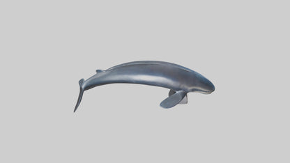 Fin Whale statue model 3D model