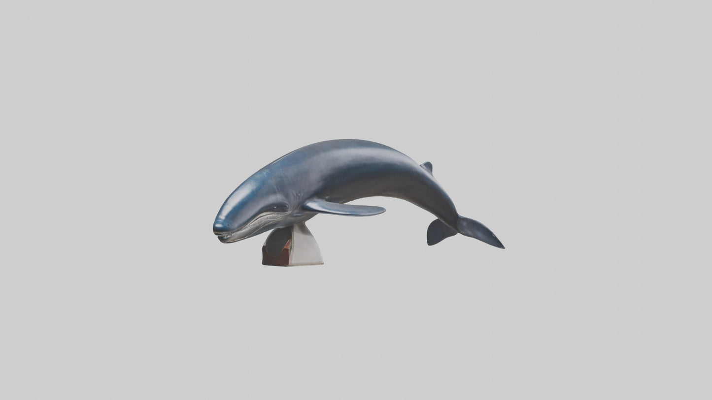 Fin Whale statue model 3D model