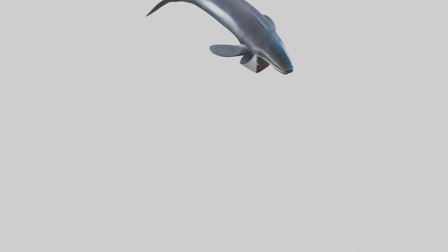 Fin Whale statue model 3D model