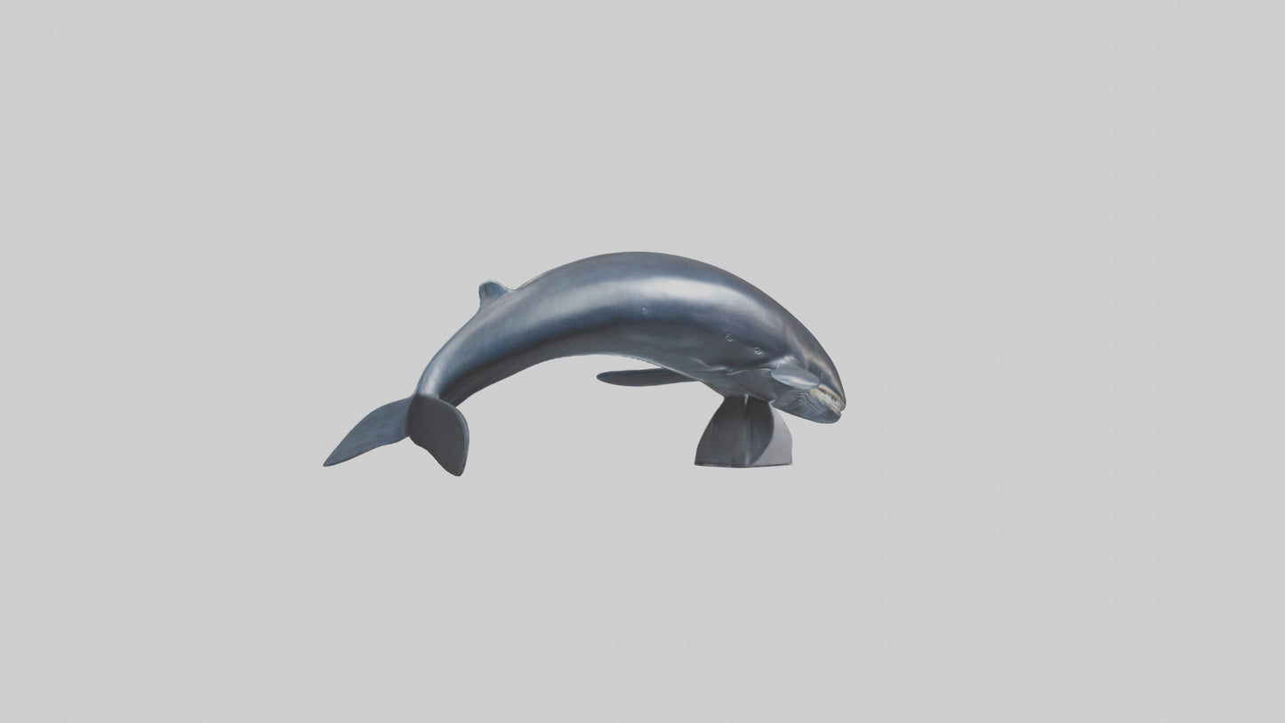Fin Whale statue model 3D model