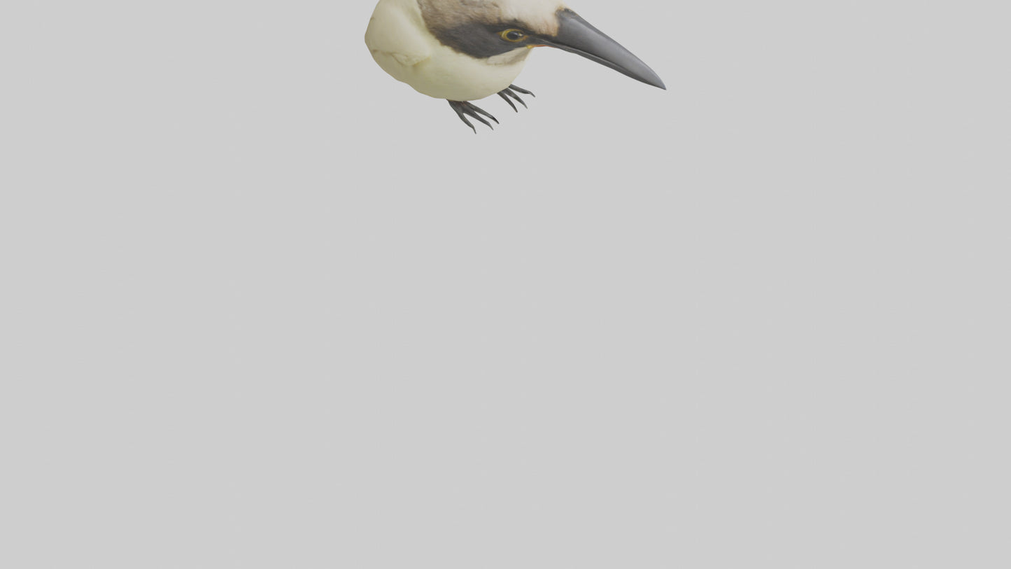 Finch Beak Model VR / AR / low-poly