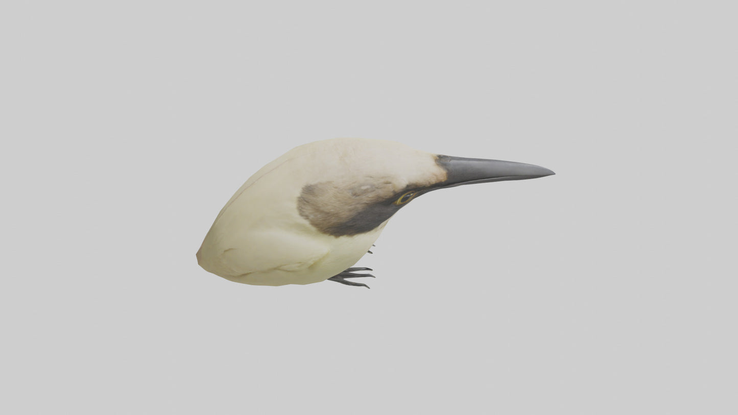 Finch Beak Model VR / AR / low-poly