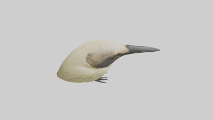 Finch Beak Model VR / AR / low-poly