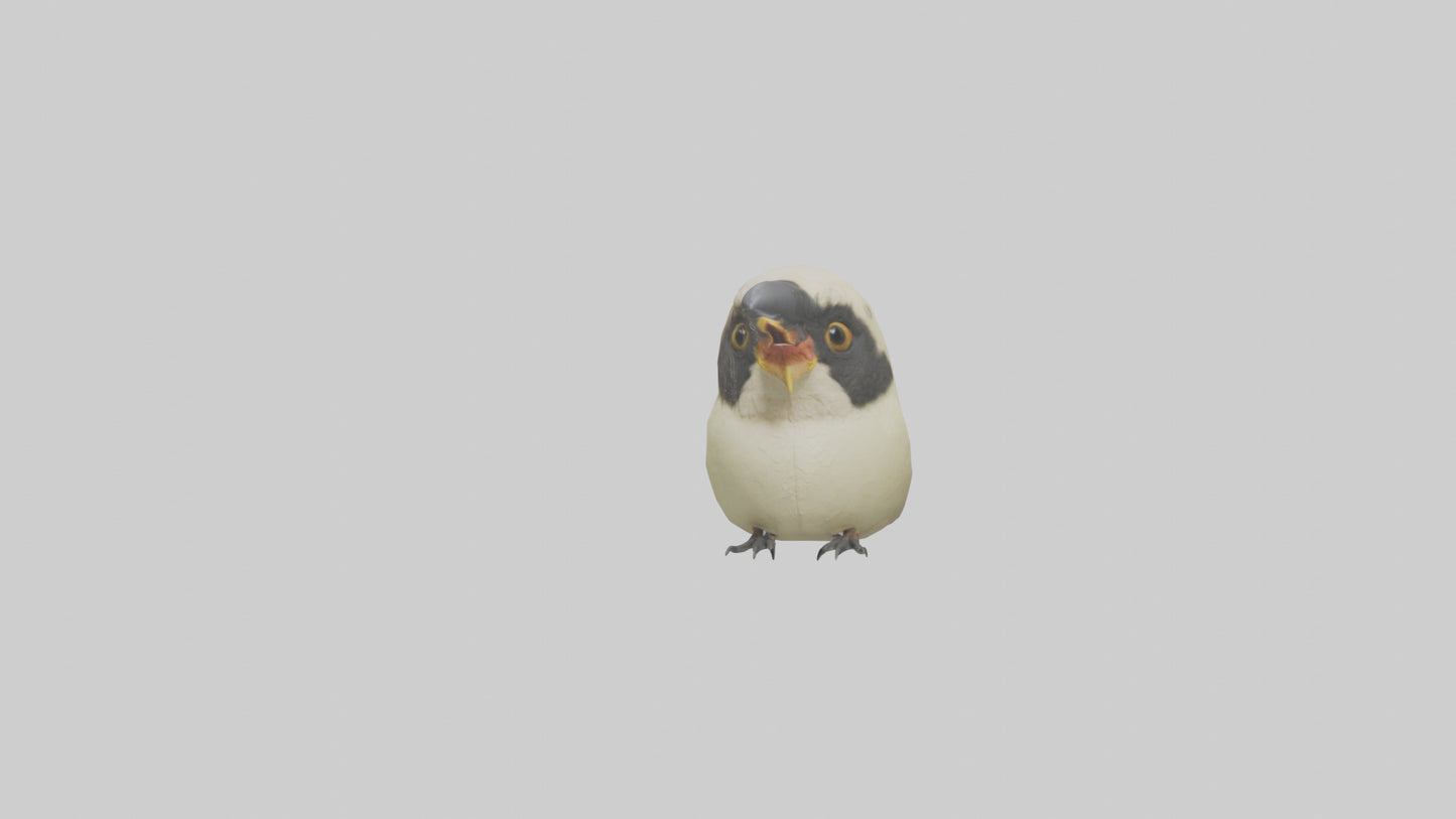 Finch Beak Model VR / AR / low-poly