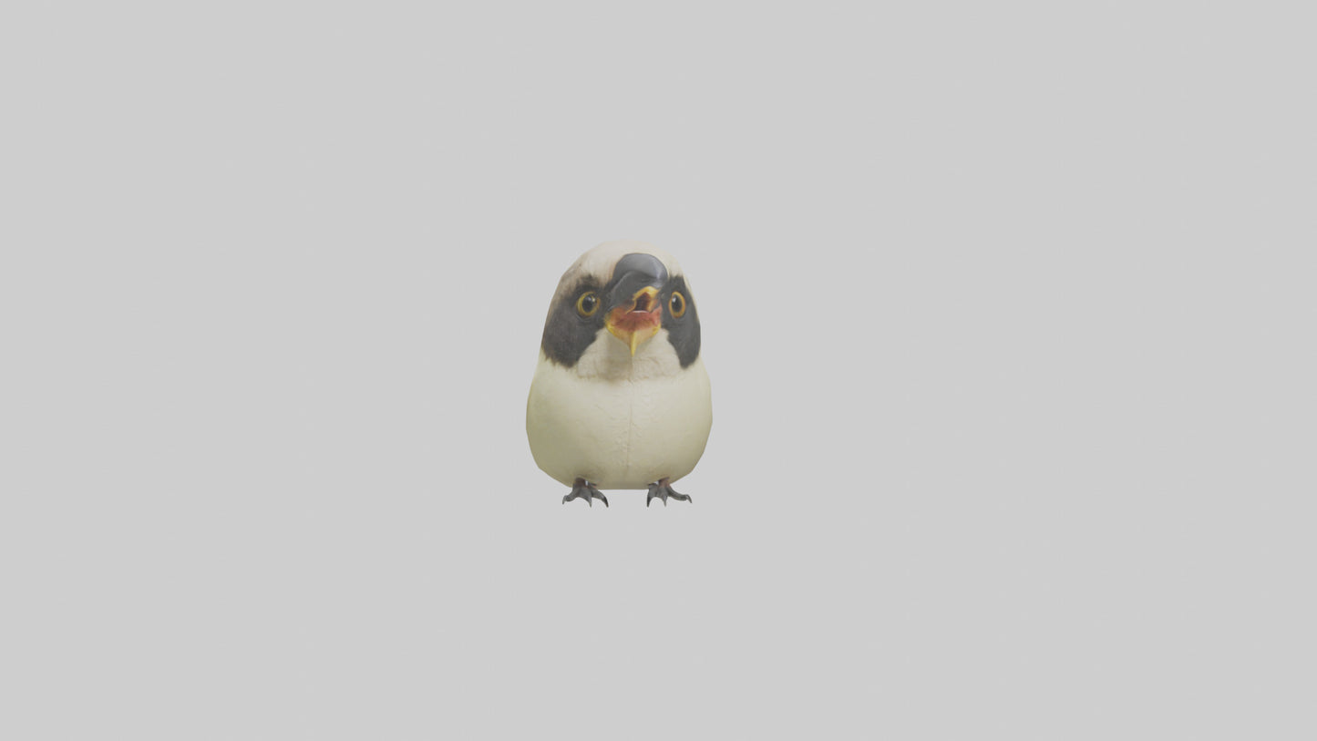 Finch Beak Model VR / AR / low-poly