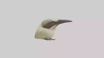 Finch Beak Model VR / AR / low-poly