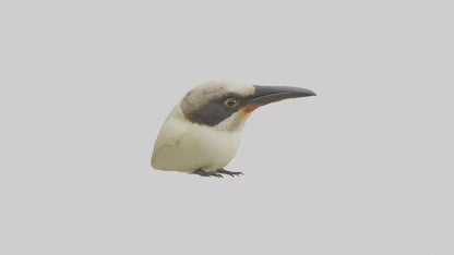 Finch Beak Model VR / AR / low-poly