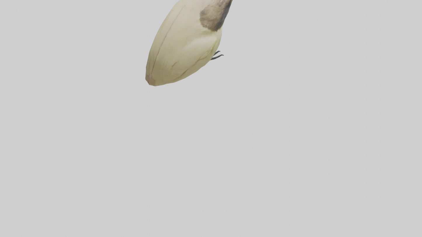 Finch Beak Model VR / AR / low-poly
