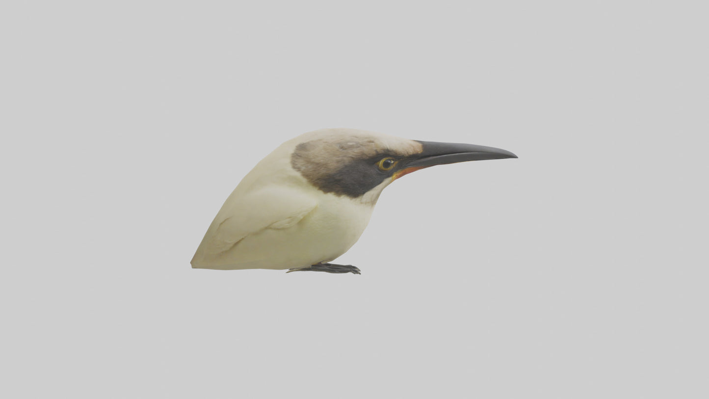 Finch Beak Model VR / AR / low-poly