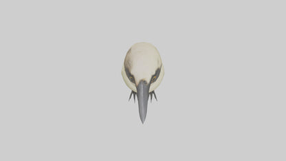 Finch Beak Model VR / AR / low-poly