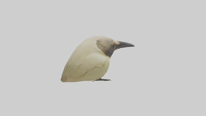 Finch Beak Model VR / AR / low-poly