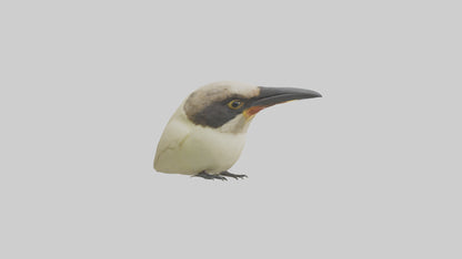 Finch Beak Model VR / AR / low-poly