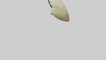Finch Beak Model VR / AR / low-poly