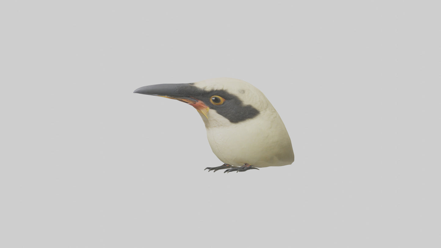 Finch Beak Model VR / AR / low-poly